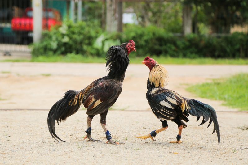 Cách nuôi gà đá bo lớn và những lưu ý quan trọng đi kèm 3 Cách nuôi đá gà bo lớn ở quá trình huấn luyện