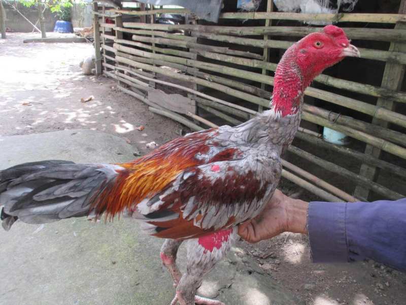 Cách nuôi gà đá bo lớn và những lưu ý quan trọng đi kèm 2 Cách nuôi gà đá bo lớn mà sự kê nên tham khảo