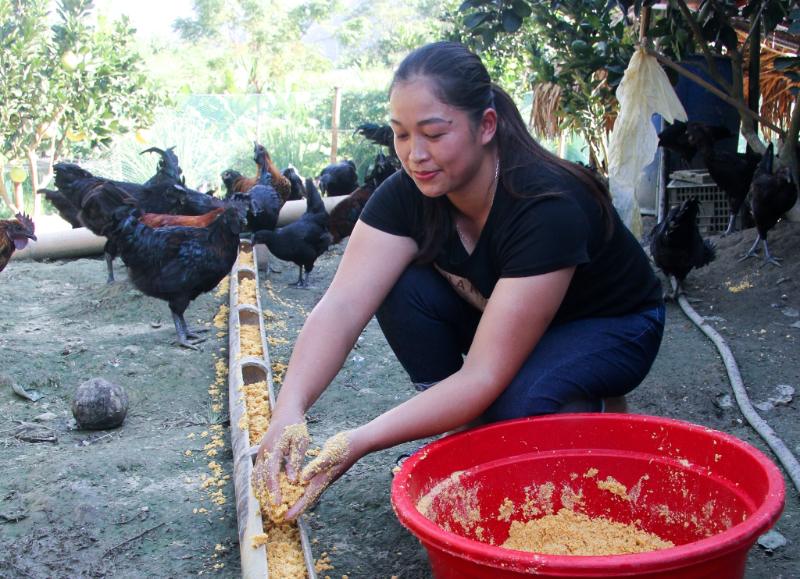 Thức ăn để gà mái dầu phát triển