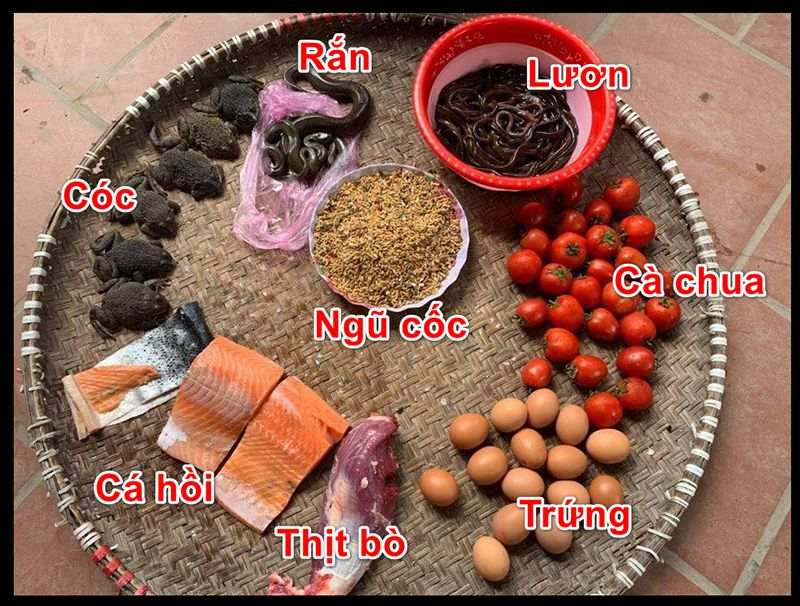 Cách nuôi gà đá bo lớn và những lưu ý quan trọng đi kèm 4 Thức ăn vỗ béo cho chiến kê