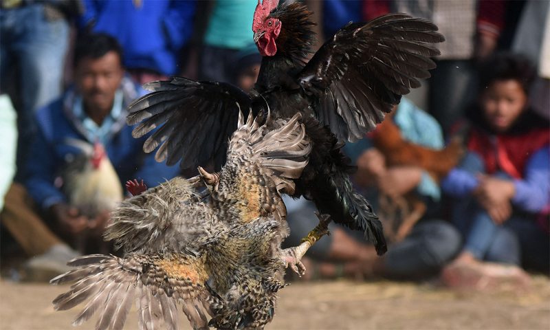 Cách nuôi gà đá bo lớn và những lưu ý quan trọng đi kèm 1 Tìm hiểu về thuật ngữ gà đá bo lớn