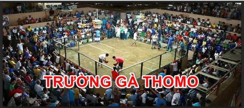 Trận đá gà 24 tỷ tại trường gà Thomo ở Campuchia